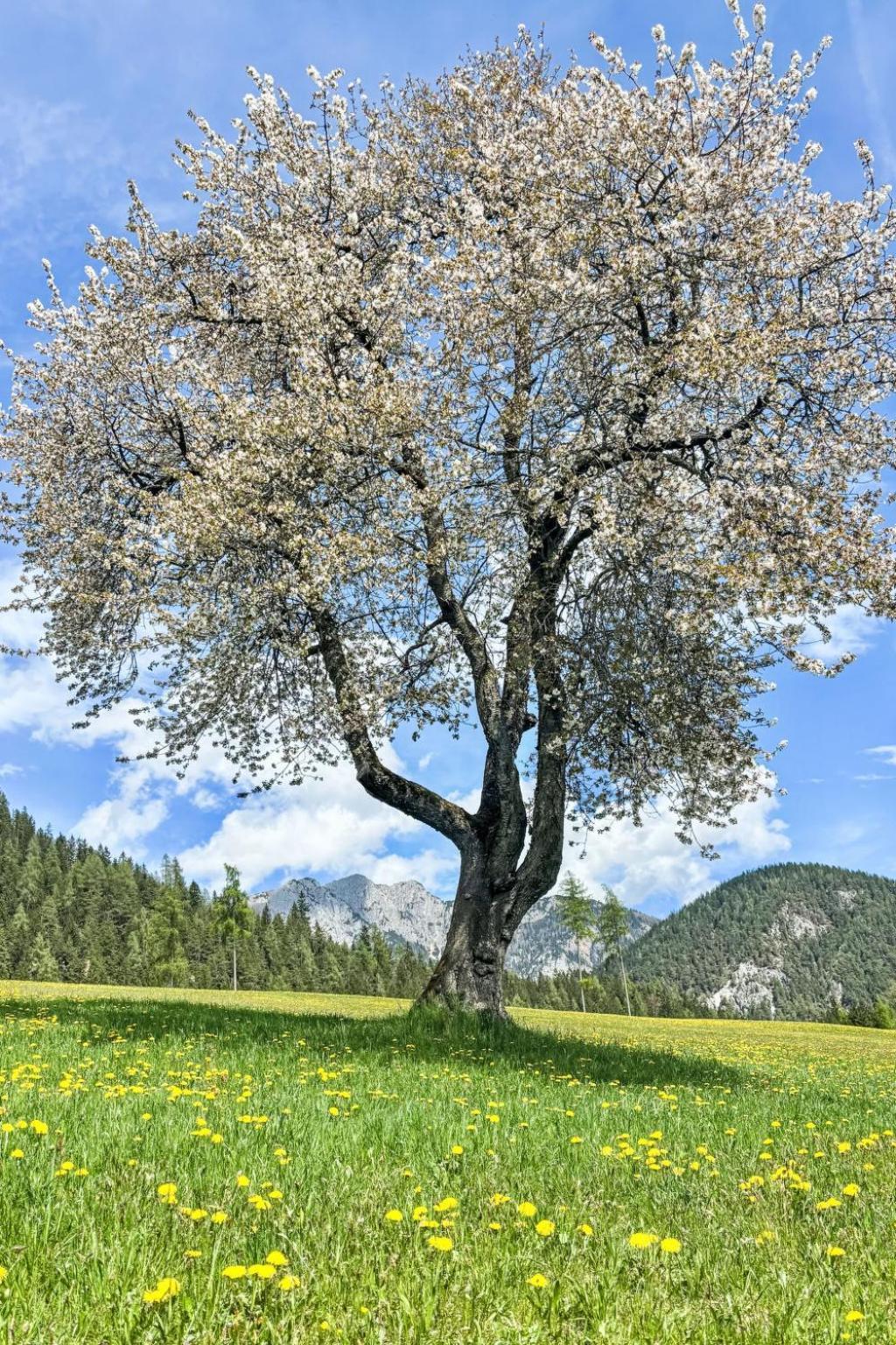 Apartment Salzmannhof - Rmu210 By Interhome Ramsau am Dachstein Zewnętrze zdjęcie